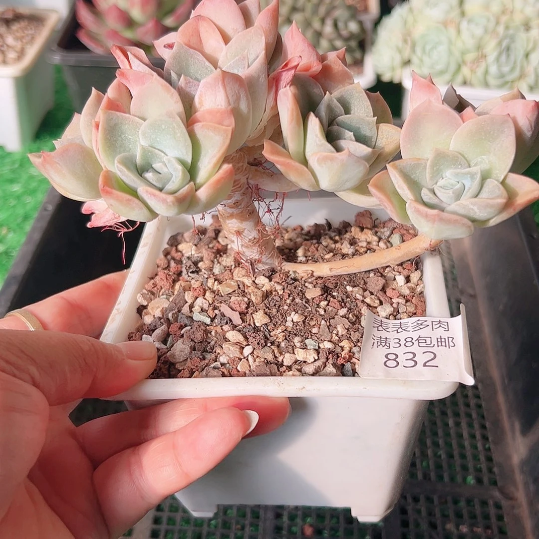 多肉一物一拍植物832