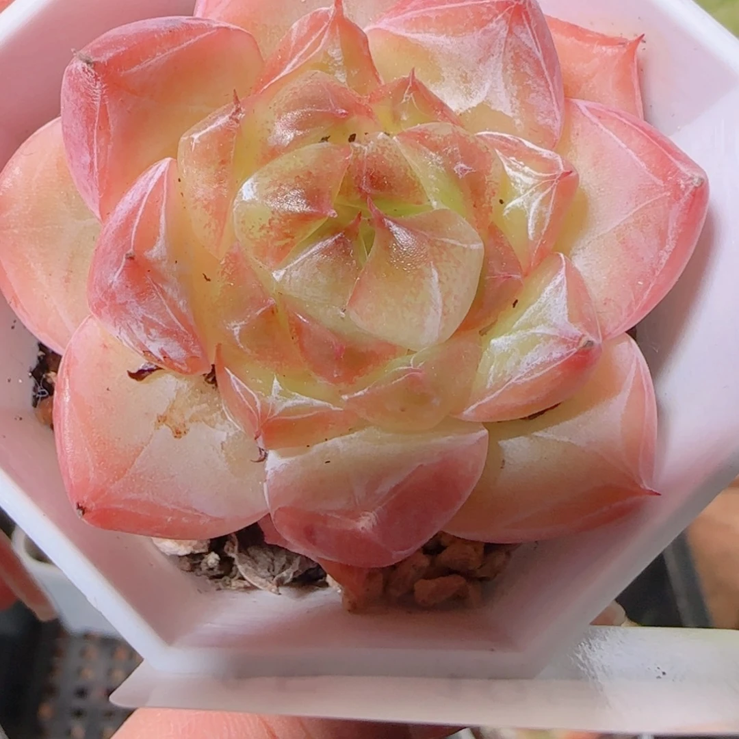 星***人花语逸镜1029-45钻石珍妮