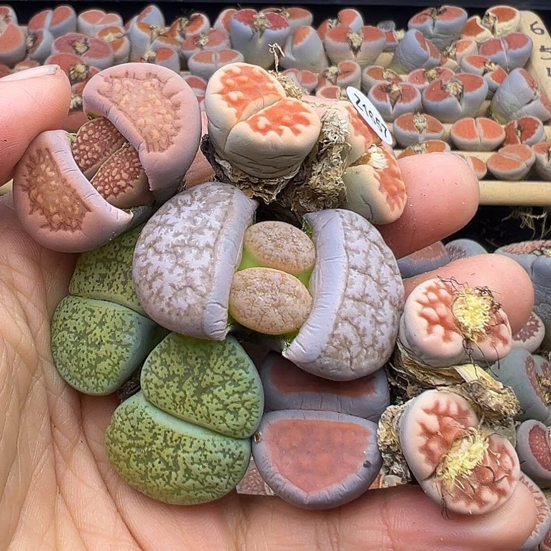 1657 生石花部分有伤长腿清货不售后