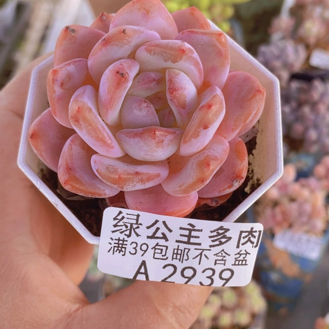 冰橙5cm2939多肉植物