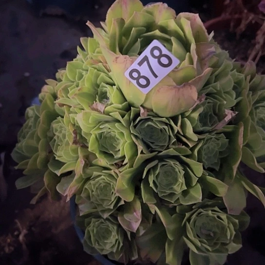 *****多肉植物一个法师