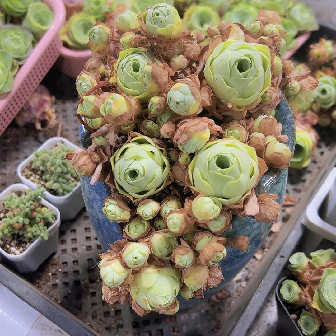 老山地6个19包邮多肉