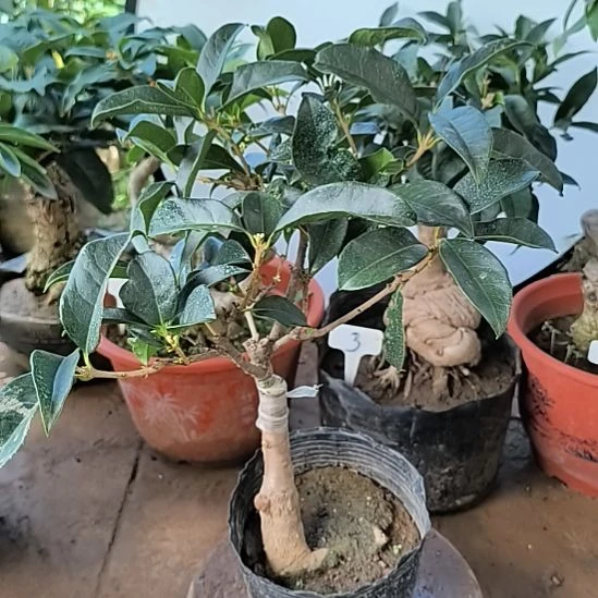 用***诺完全开放四季桂花月桂