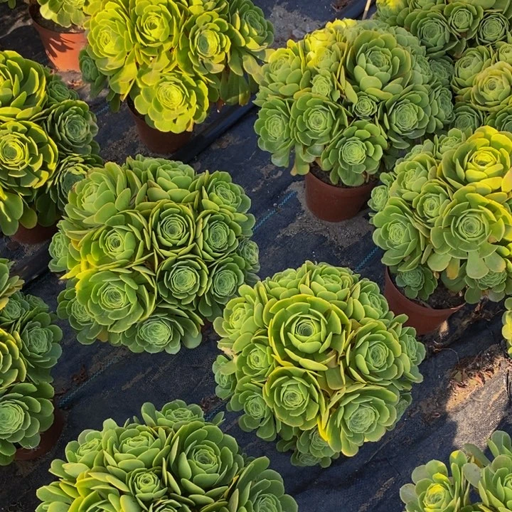 丛林绿杨蓉一颗多肉植物