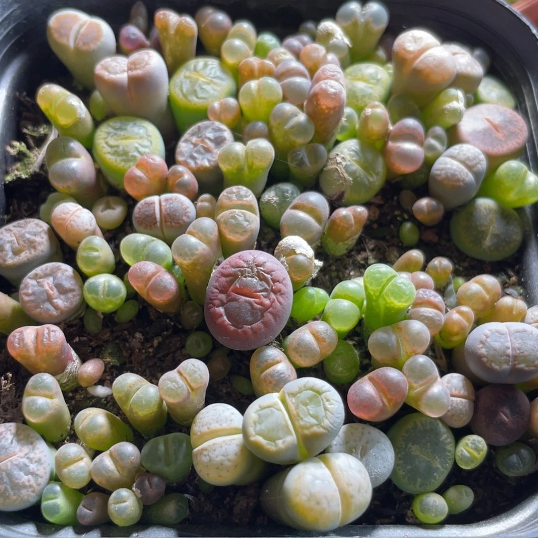 生石花风铃100颗左右随机发