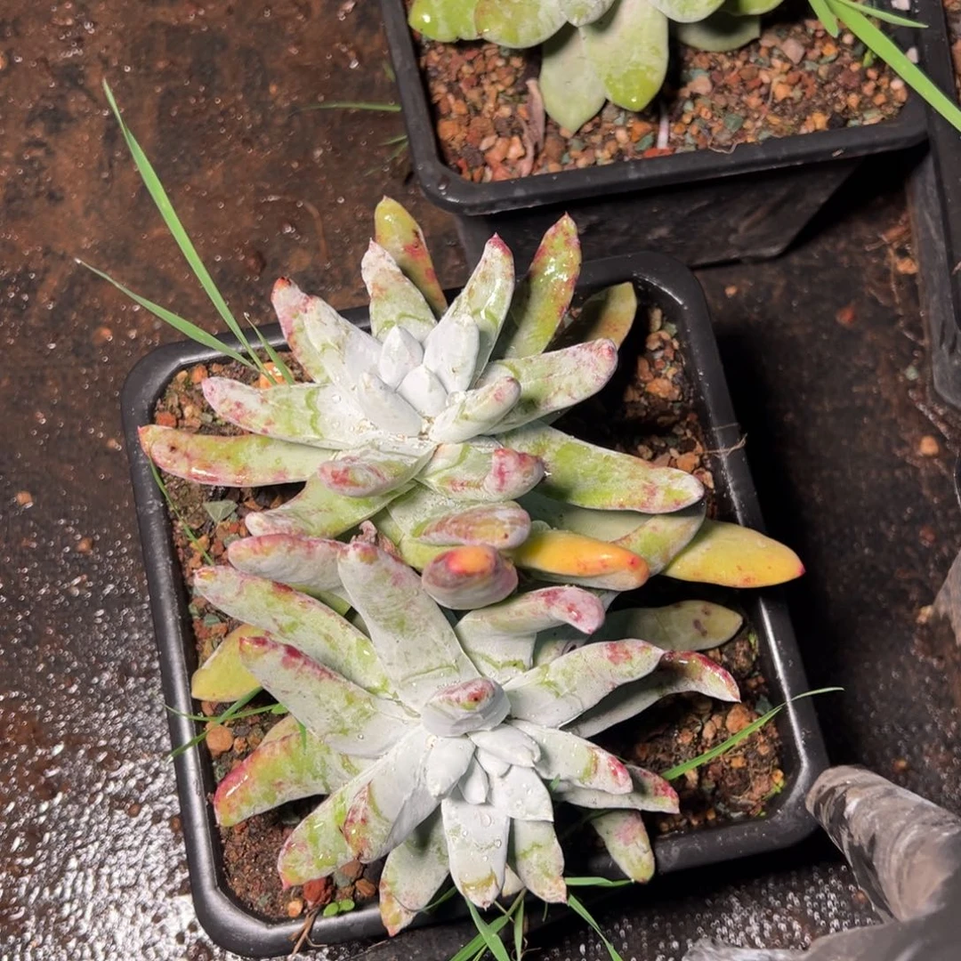 364哈哈哈哈哈哈哈