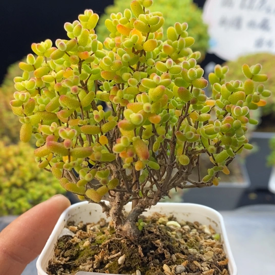 591金桔糖球。