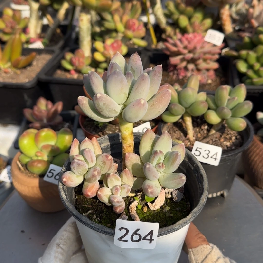 264号一物一拍一物一拍