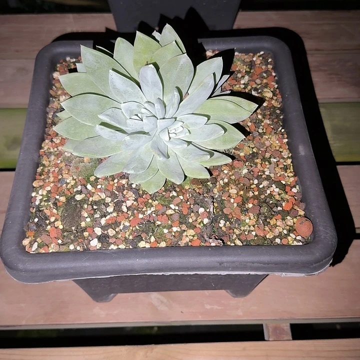 ？***仙女杯新品多肉植物