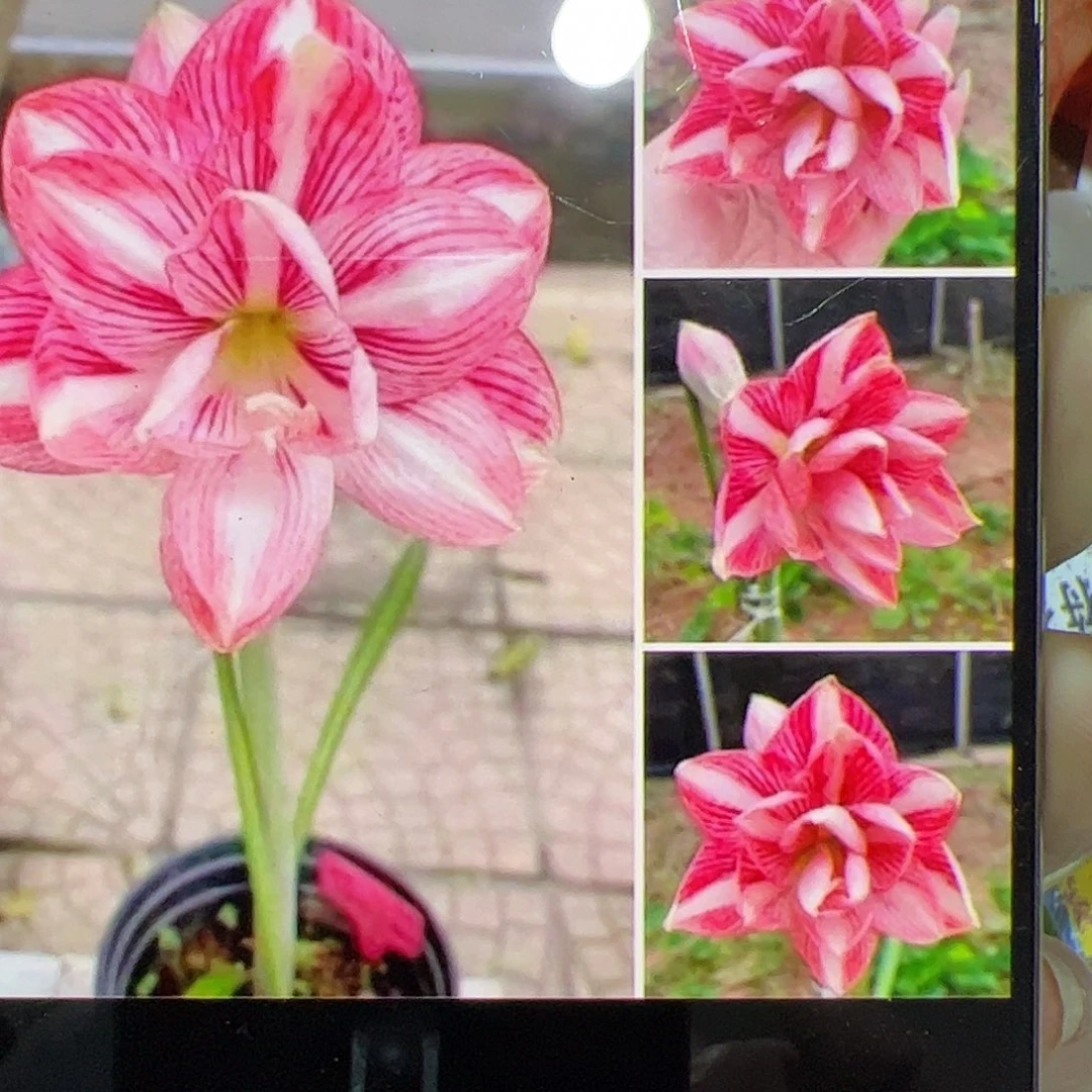 朱顶红糖果丝带坨坨