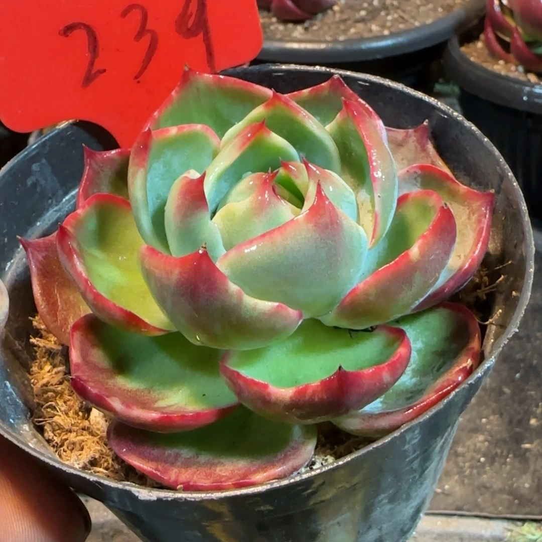 惊鸿一物一拍包装收缩花239