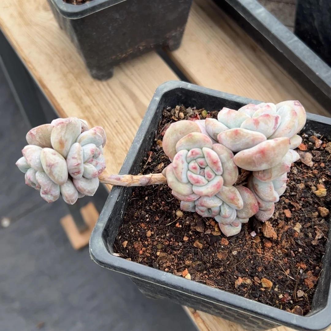 新年快乐 新年快乐