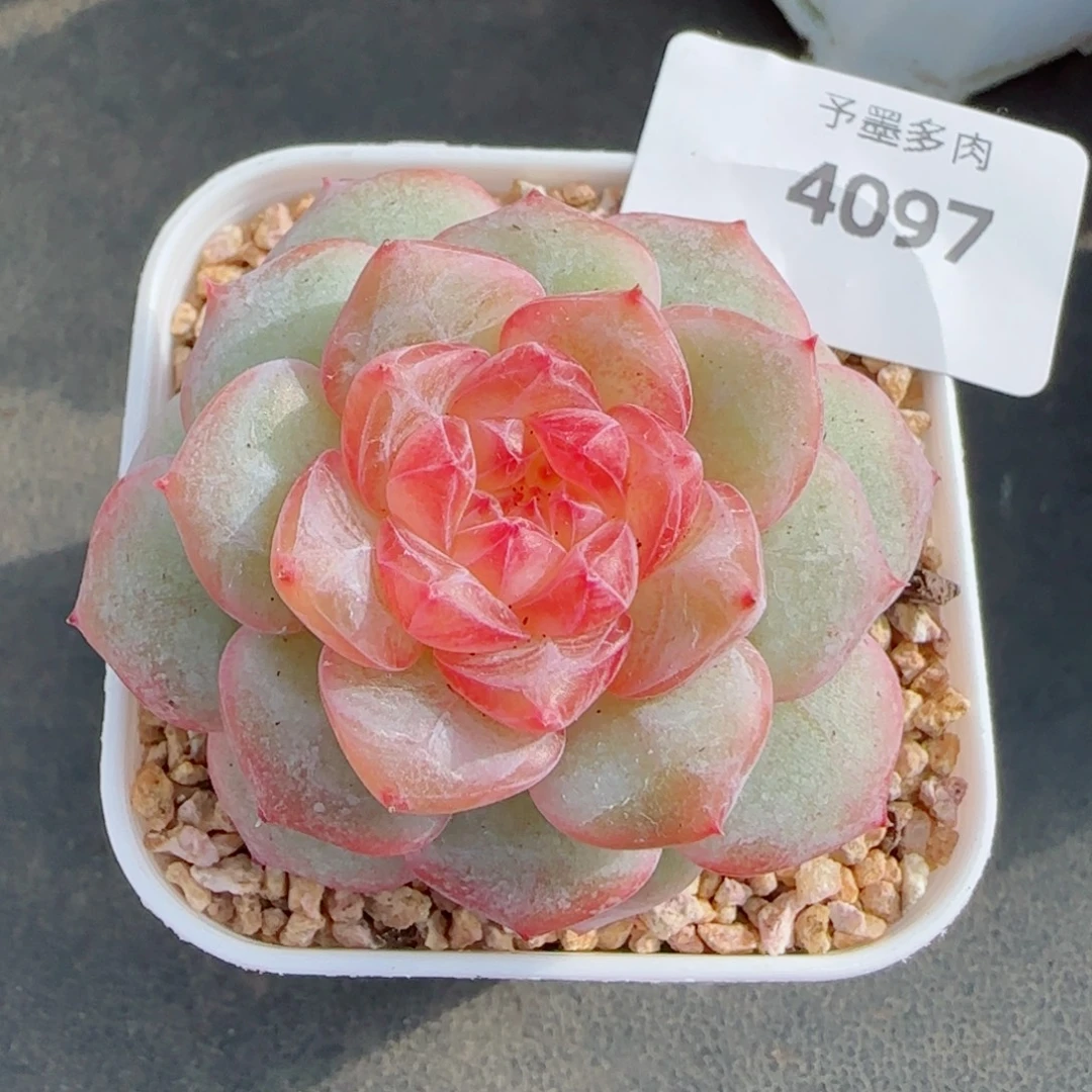 孤品珍妮，4097多肉植物