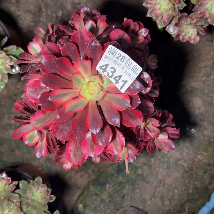 4341美杜莎杆歪不包段枝