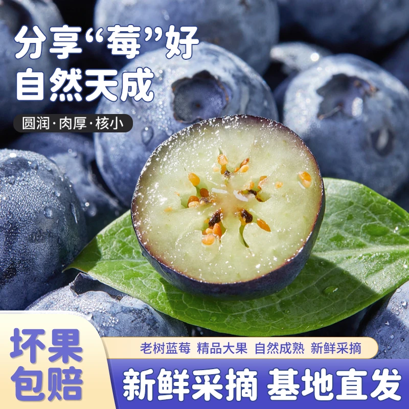【基地直采6盒装】DS1蓝莓鲜果云南高山花香品种花青素水果100g/盒