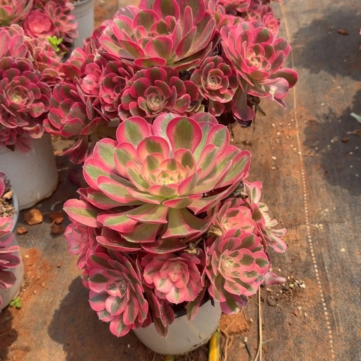 粉女巫群生啊啊啊