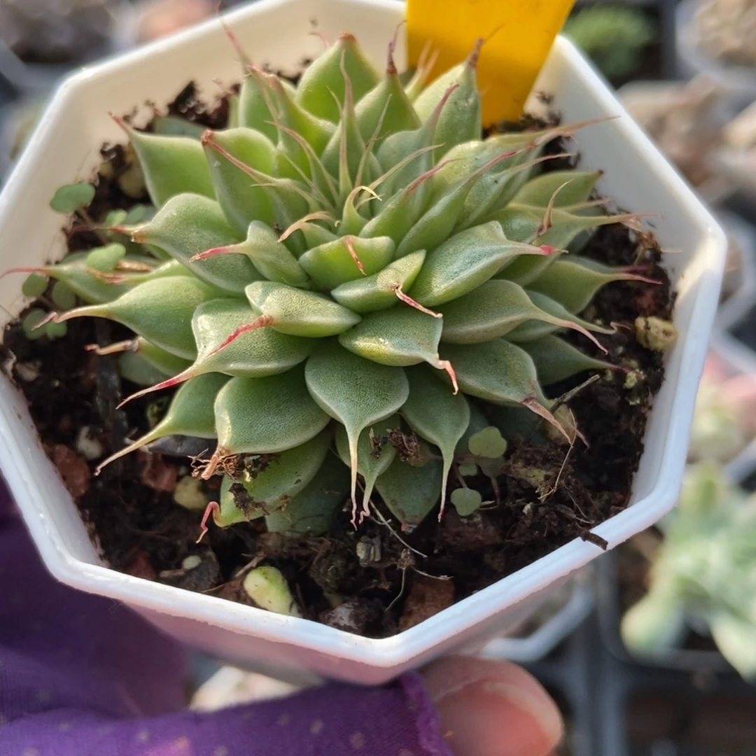 897银星多肉植物诺肉