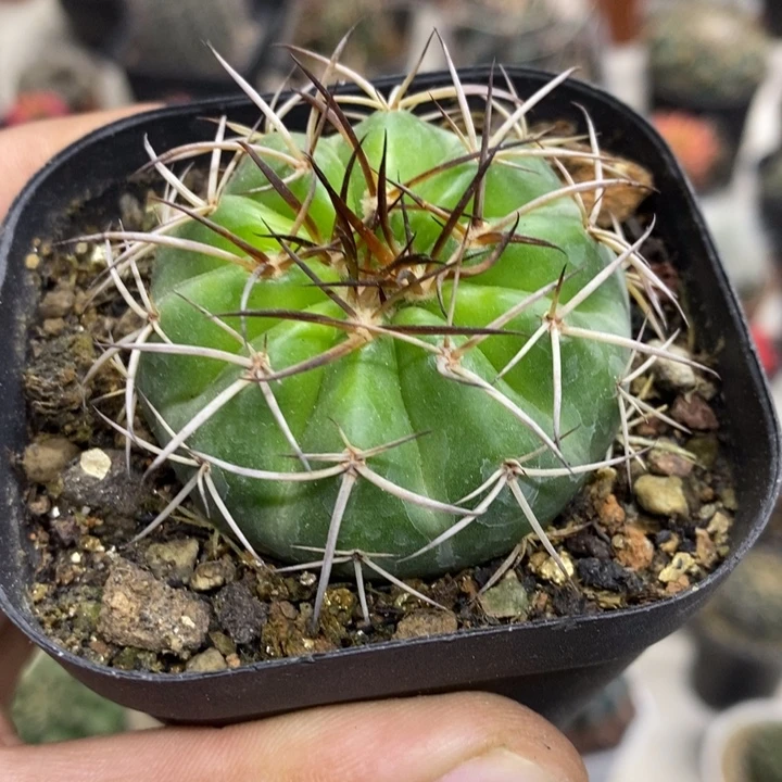 实生圆盘玉特价福利