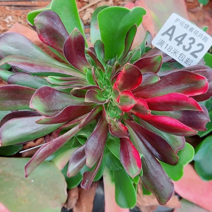 多肉法师花蝴蝶缀化