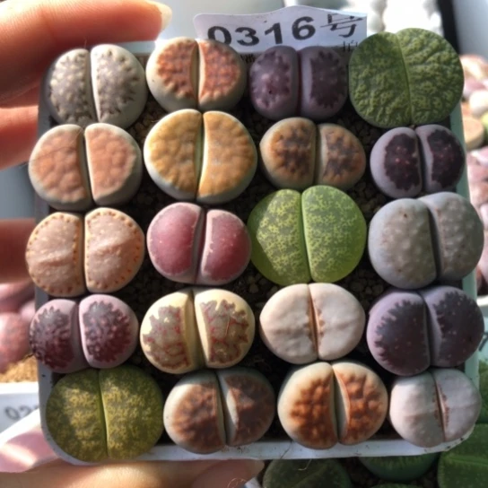 0316，彩色母本如图