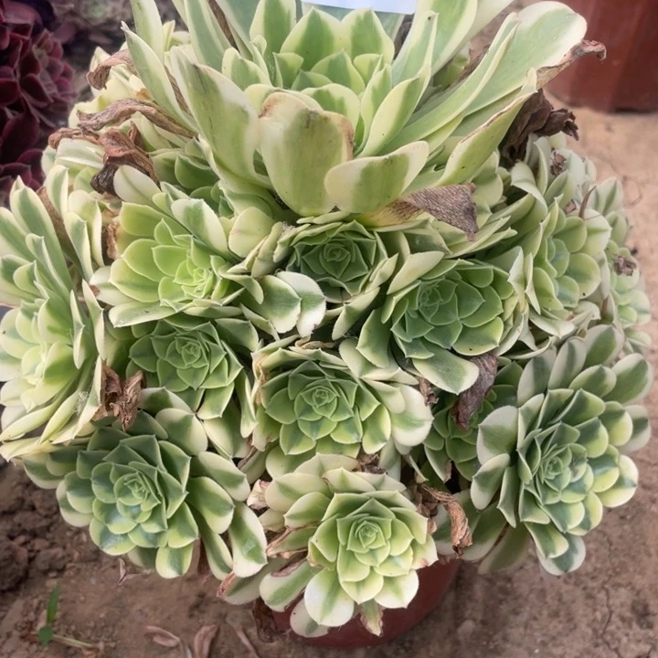 无花朵523多肉植物绿豆沙