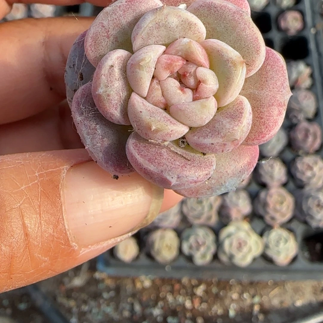 小卡拉米糖心一物一拍