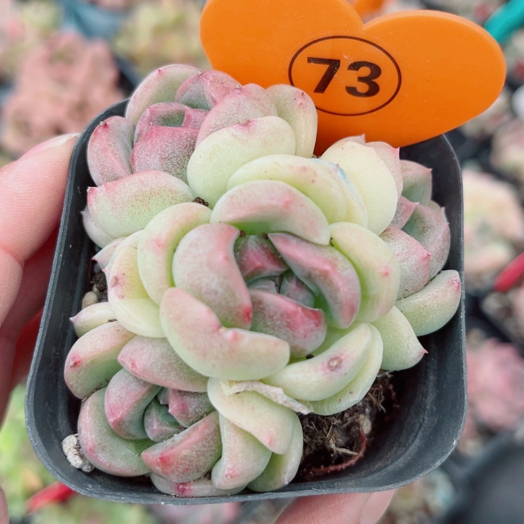 73号小老桩珍妮群