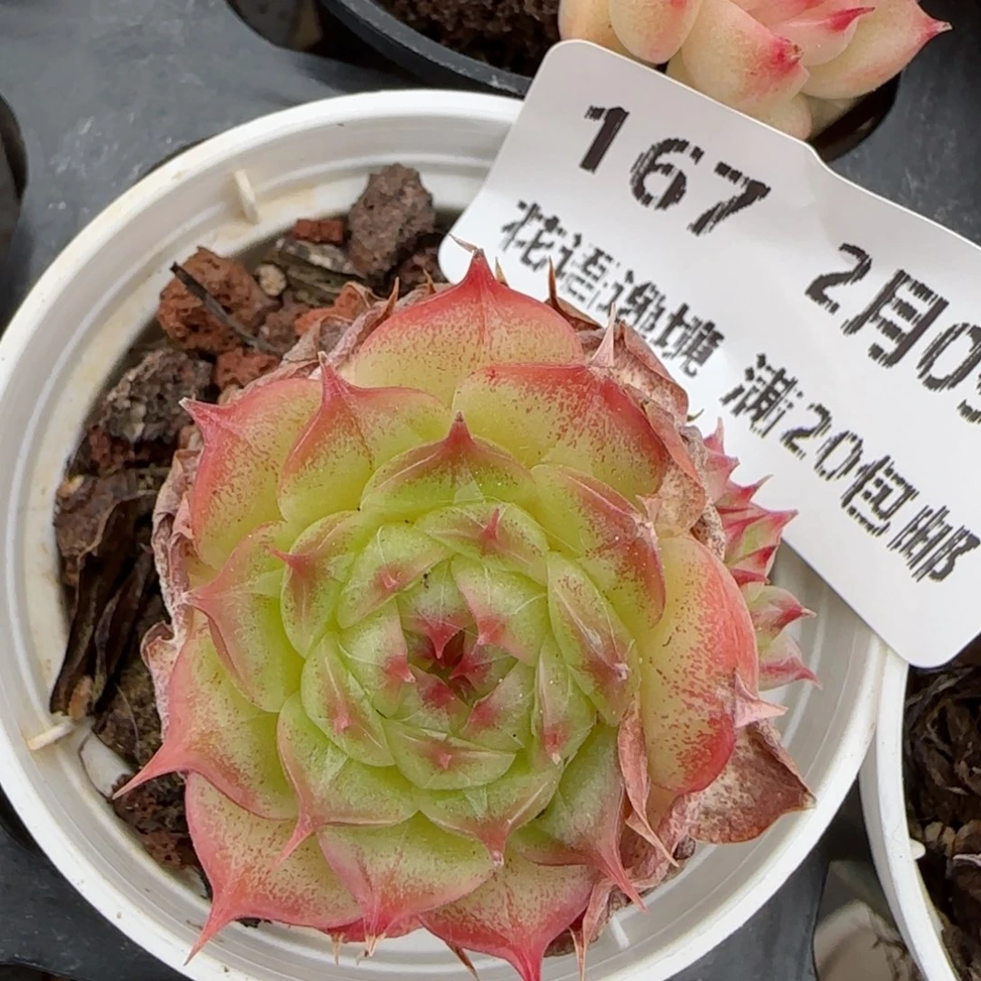 花语逸境0209-167