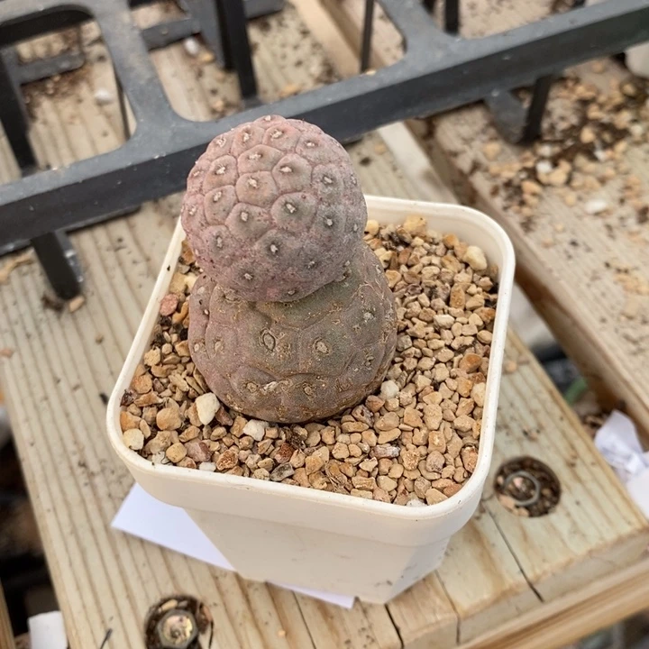 13313。  习志野。