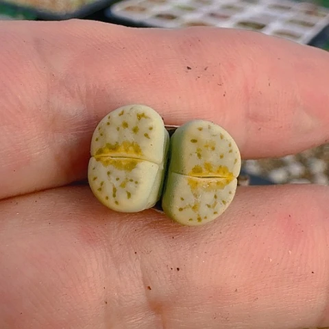 心*婕1973奶油寿力双头脱土f h
