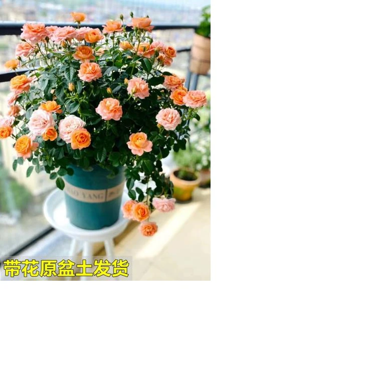 果汁阳台月季盆栽花苗带花苞特大花四季开花卉玫瑰阳台植物红果汁
