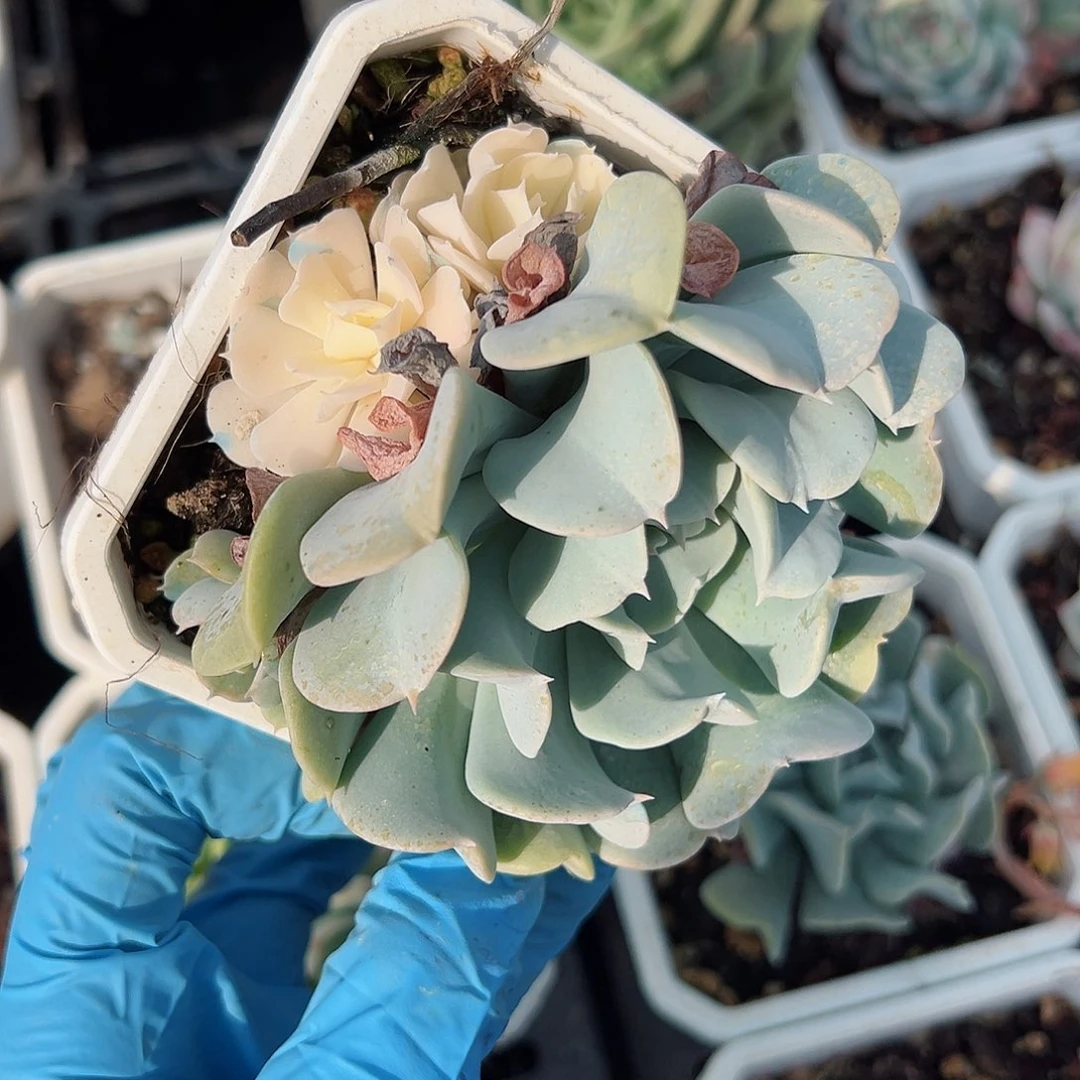 特玉莲锦，阴阳锦