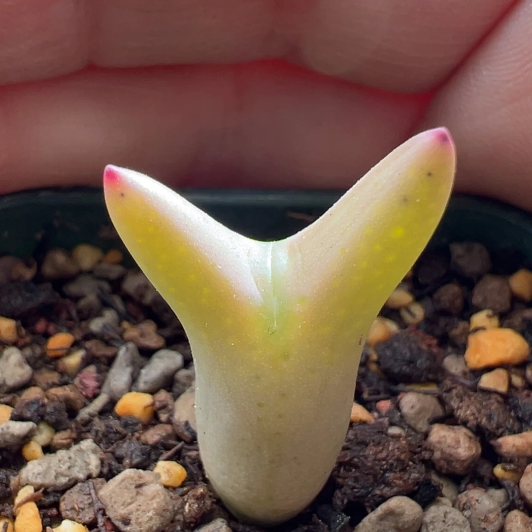 336。0136皮卡丘。小型全粉