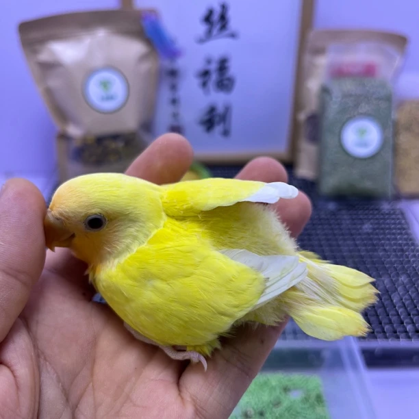 牡丹鹦鹉-精品黄金面公Z0044