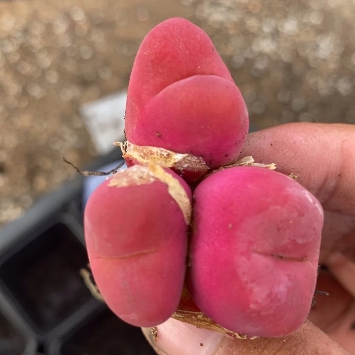 26152一颗一颗一颗