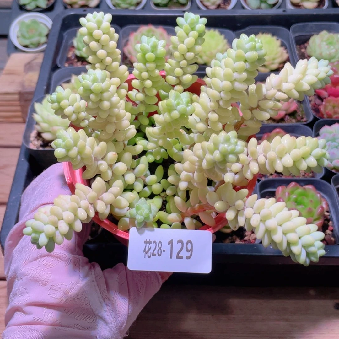 花利美28-129玉坠