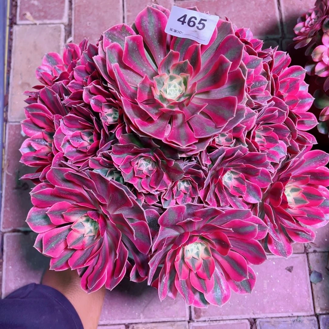 465红粉佳人法师多肉植物