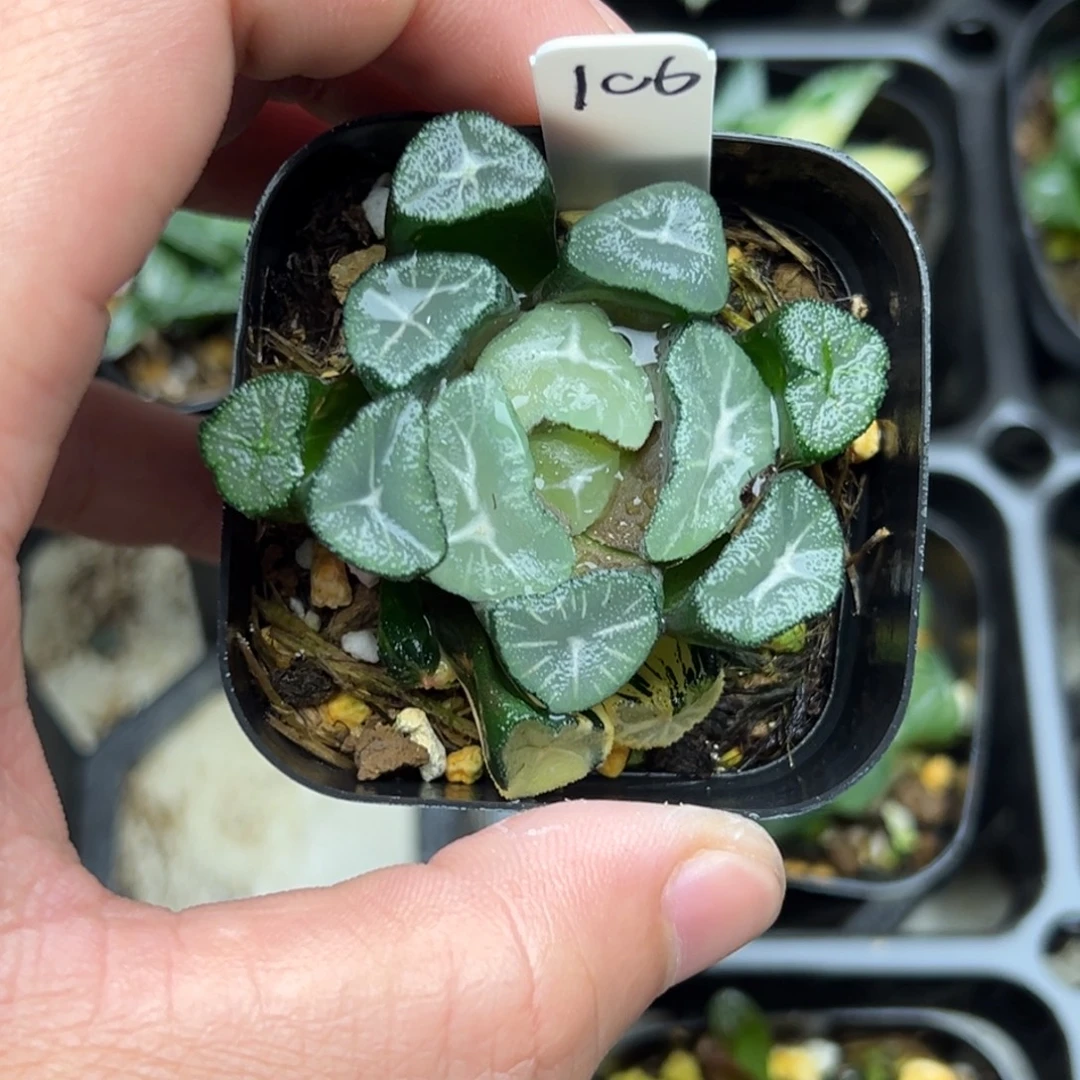 106大窗玉龙万向锦一物一拍