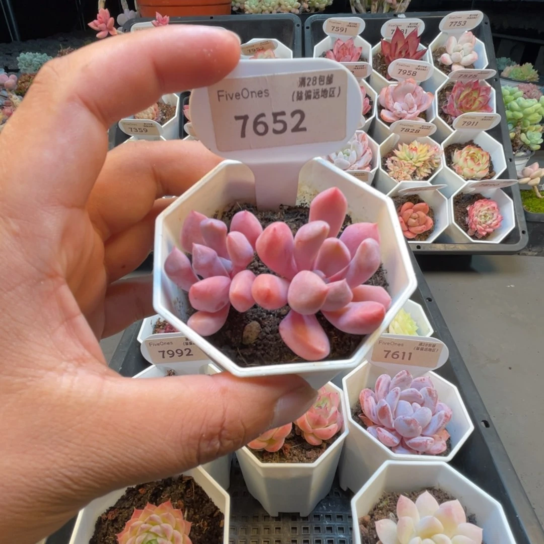 7652丘比特4.5厘米