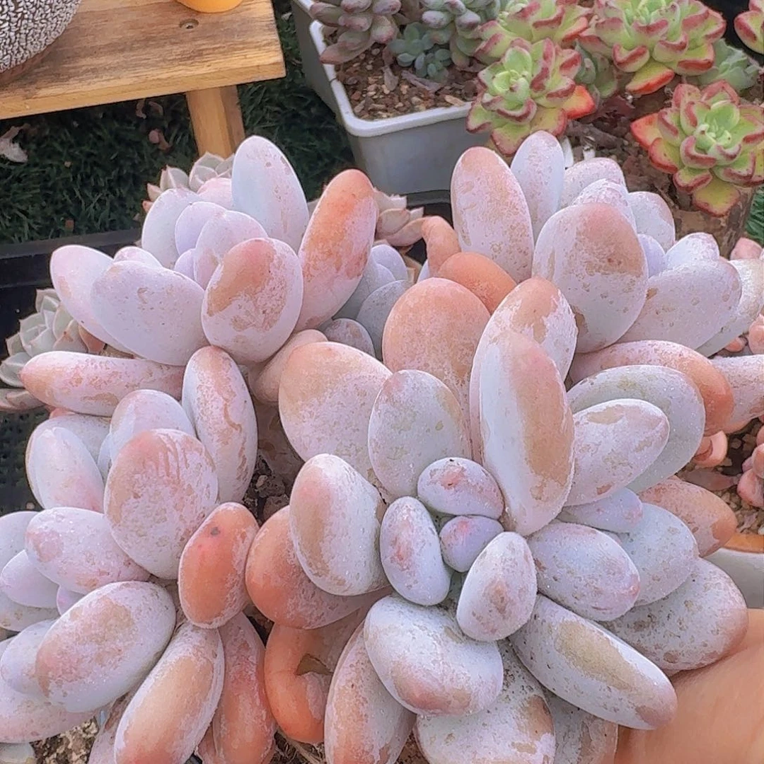 1750一物一拍（满28包邮）