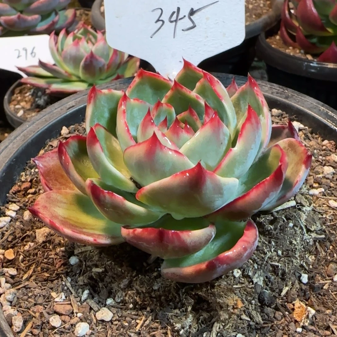 惊鸿一物一拍包装收缩花旱345