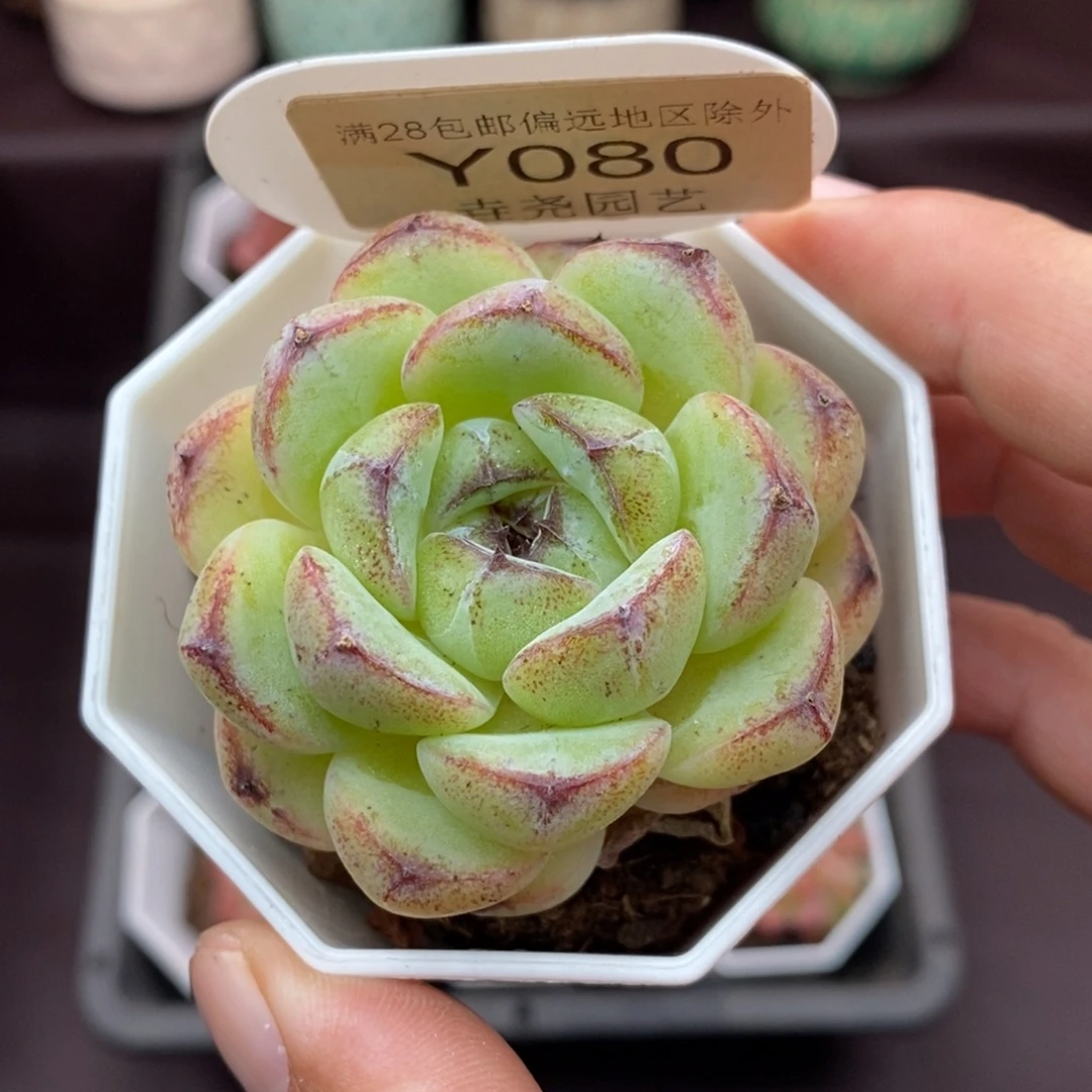 0080 紫水晶 5cm