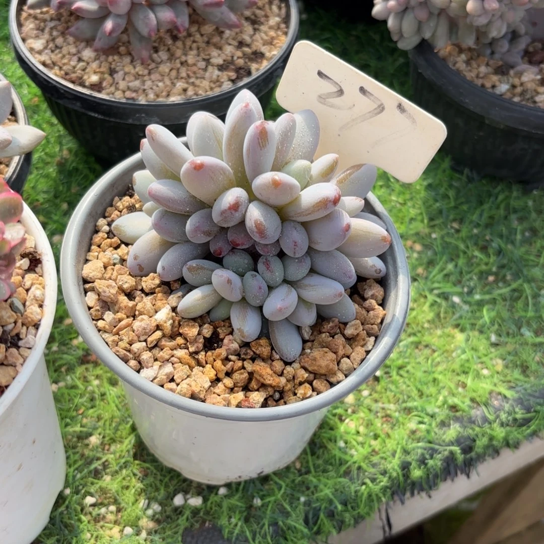 南***墙277fghjjjjkkkkkkkk