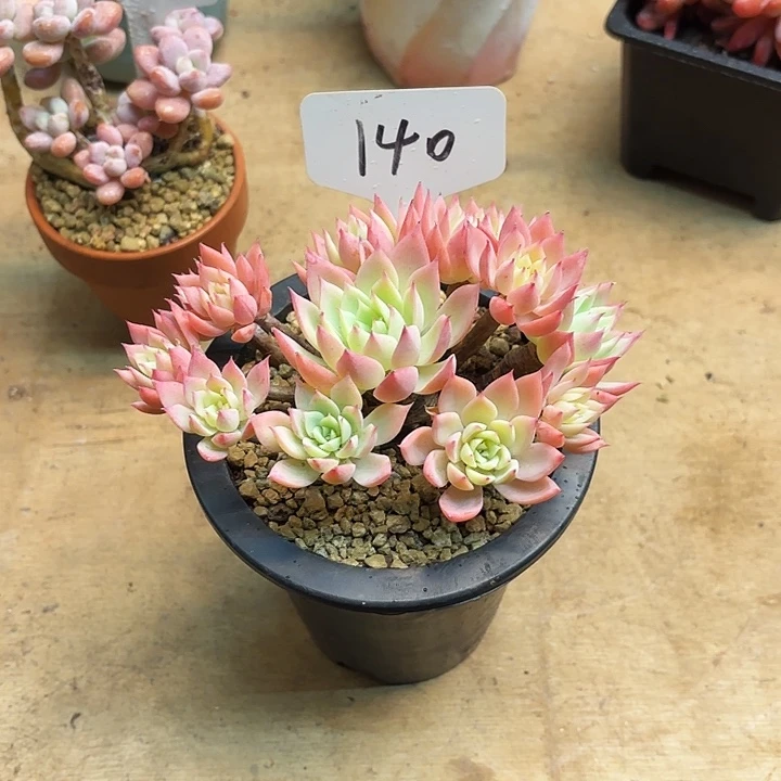 多肉植物，三色景140号