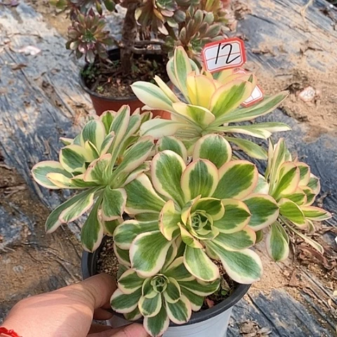 燕姿锦老桩多头12链接