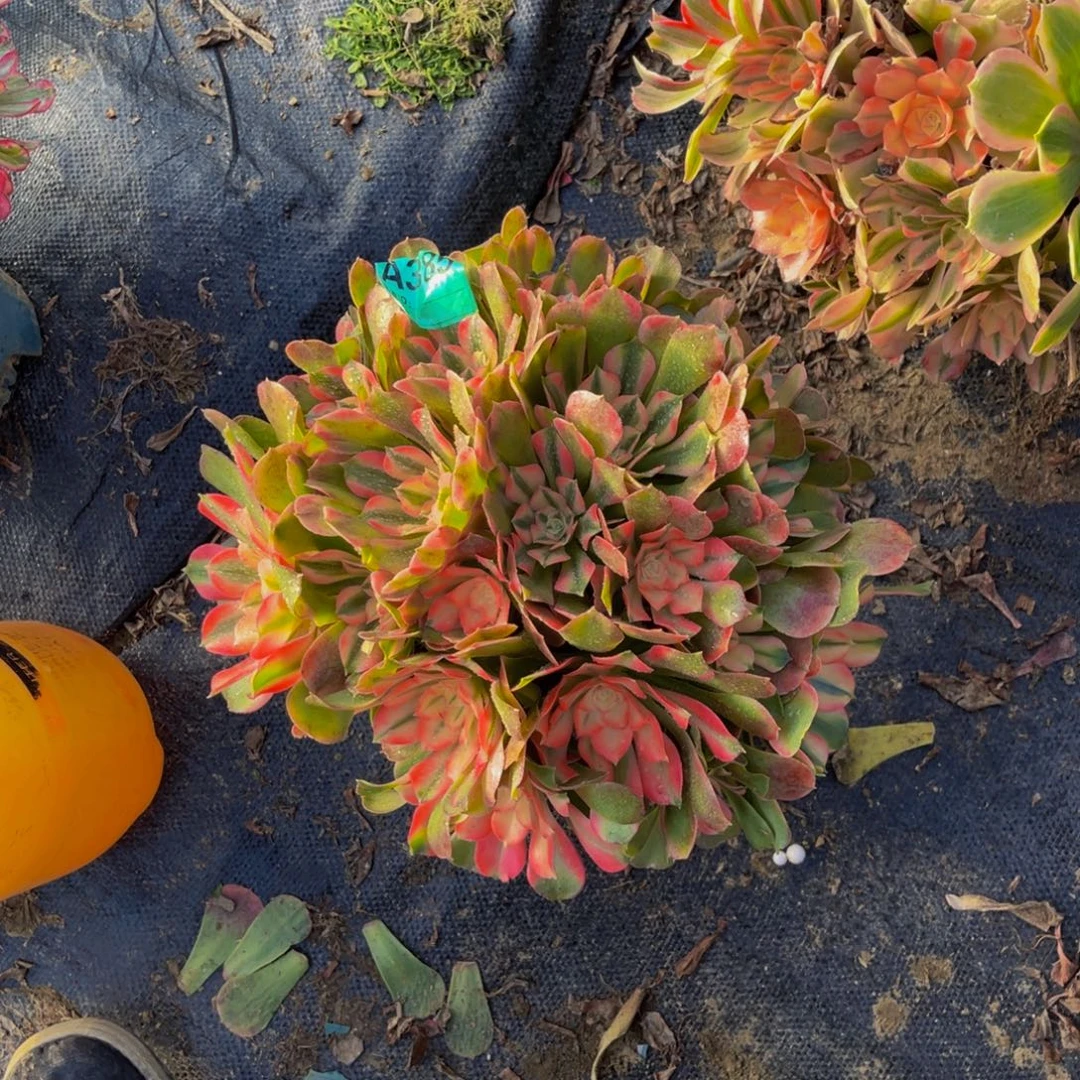 香妃法师朵朵1-24