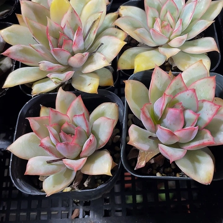 6.5方月光女神锦带哦土发