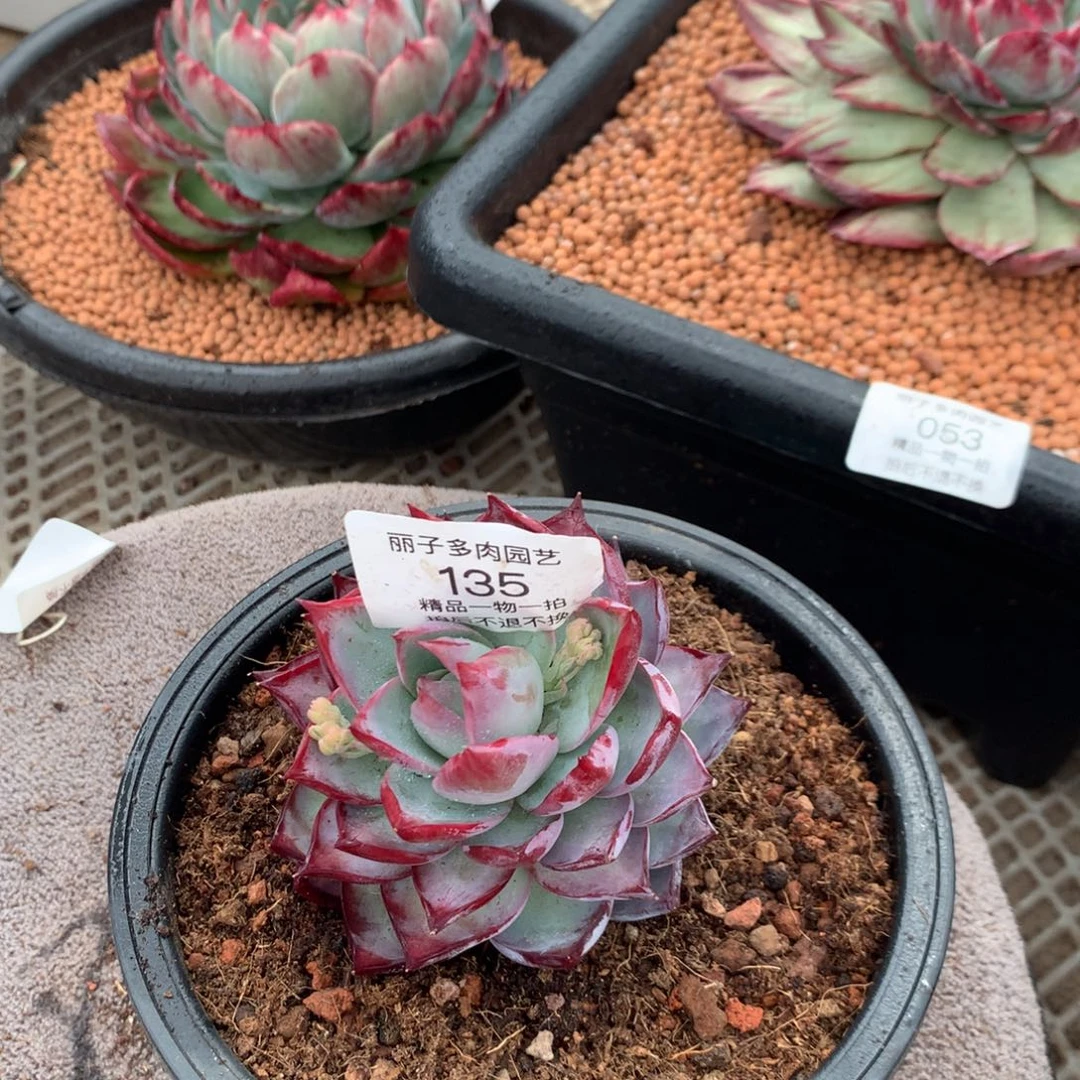 135号多肉植物惊鸿7厘米