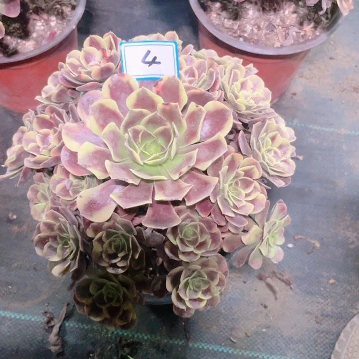 4老庄多肉法师欧嘉莉