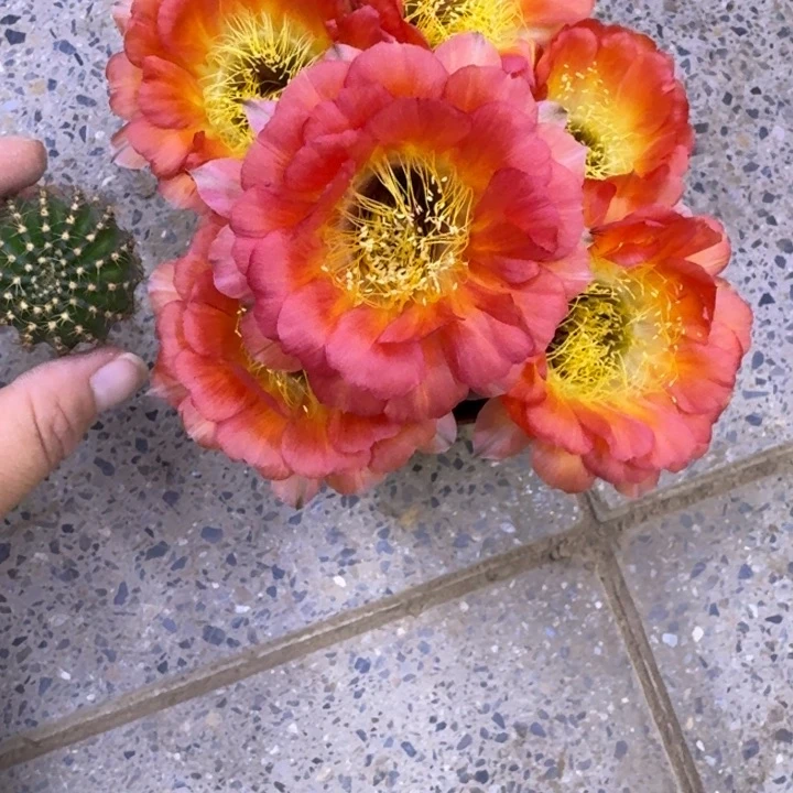 258丽花Ky1537歪无根侧牙3公分左右，20包邮